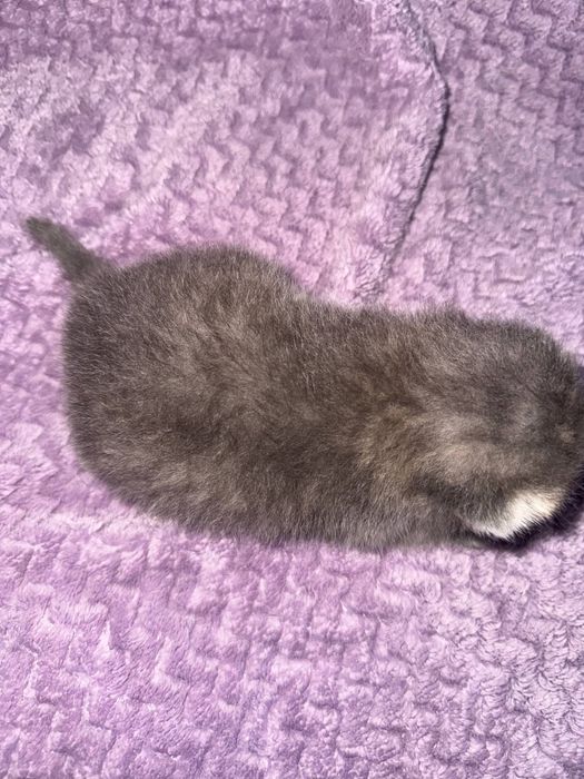 Продаются котята британцы