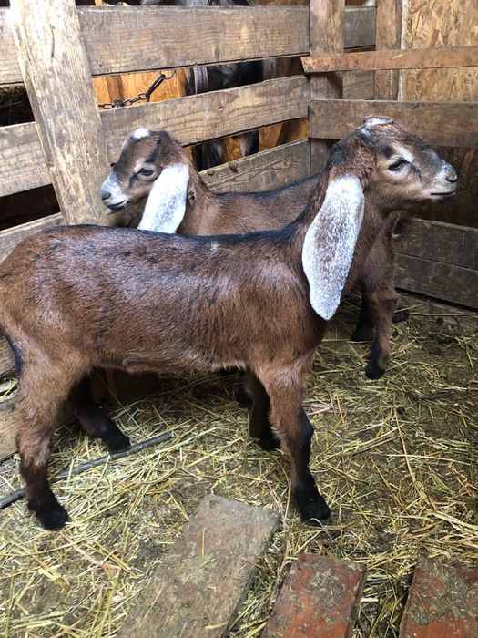 Iezi  Anglo -nubieni ,