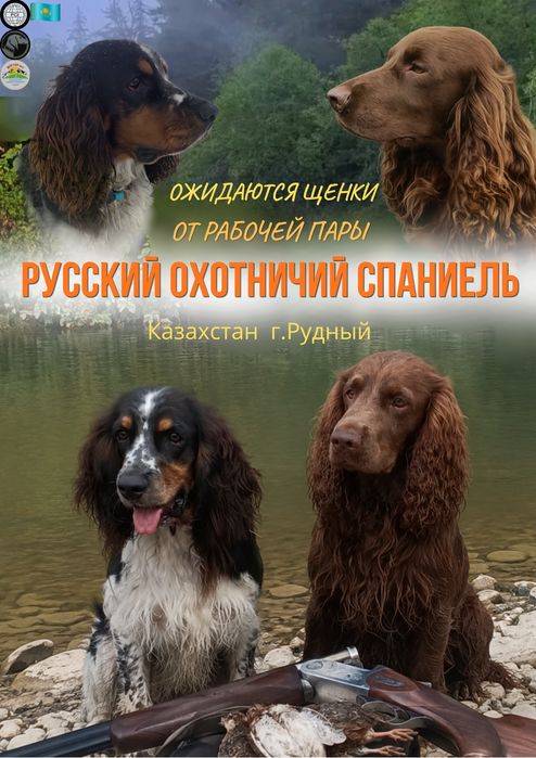Щенки русского охотничьего спаниеля