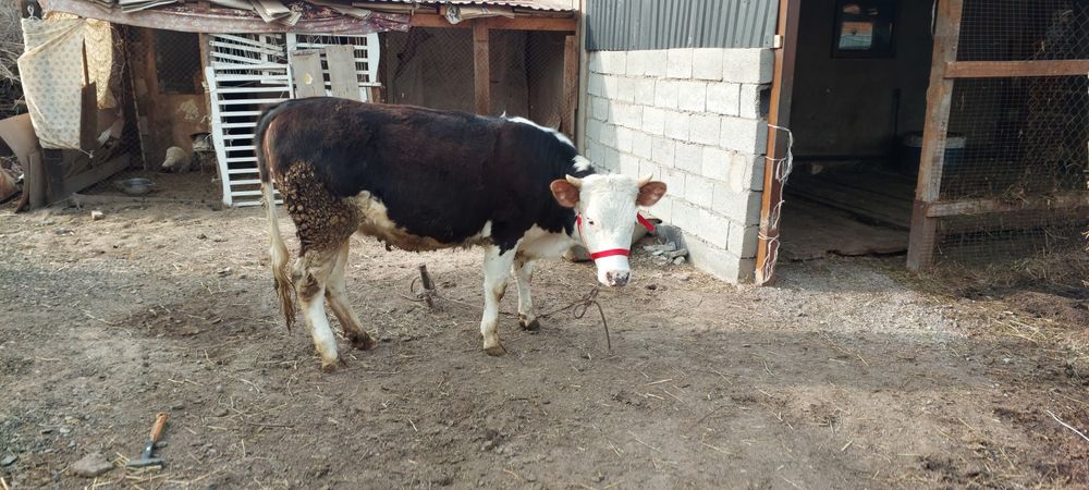 Симентал телка годовалая