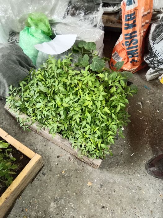 Продам рассады разные сорты