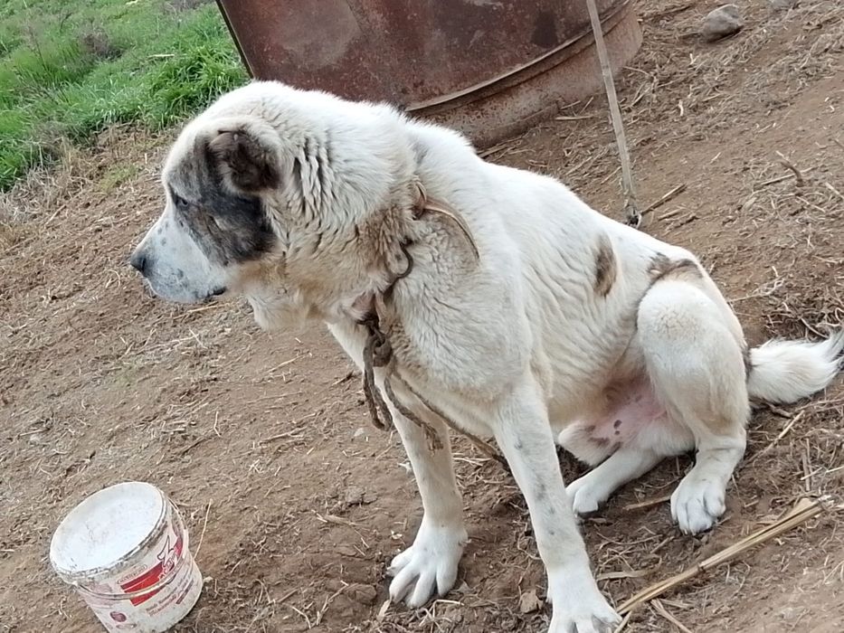 Алабай ит жасы 7Срочно сатылымда 20000 тг бойы 85 жақсы йт келістіріп