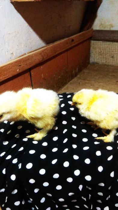 Цыплята брама гигант есть в продаже 40,000 сум