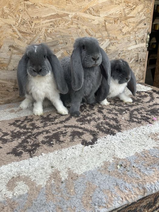 Iepuri berbec german