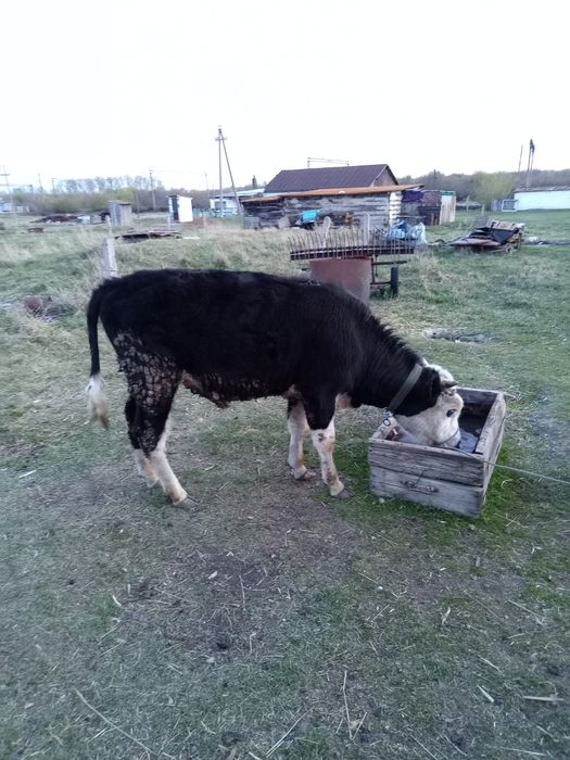 Продам годовалого бычка