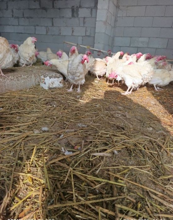 Оптовая цена курей несушек