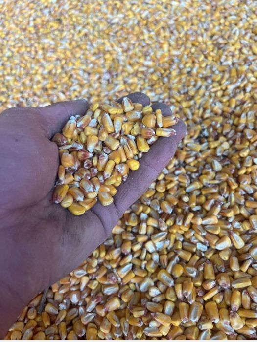 15 tone porumb boabe calitate foarte buna
