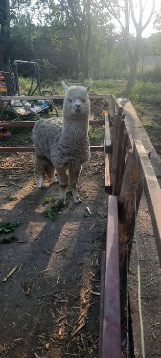 Alpaca de vanzare