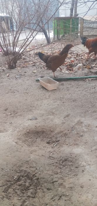 Xòroz tovuqlar sotiladi