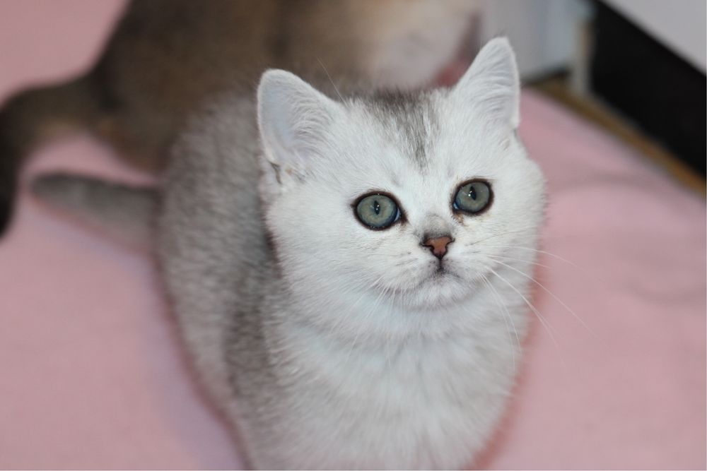 Британски късокосмести котенца