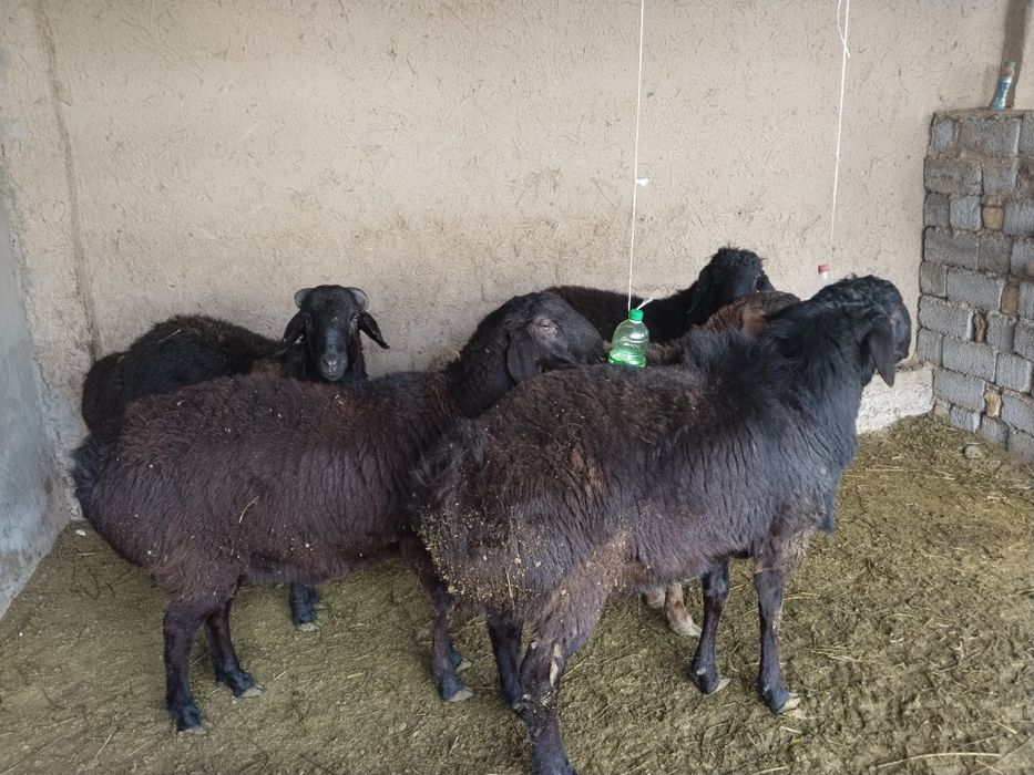 Продажа Баранов пордыскти