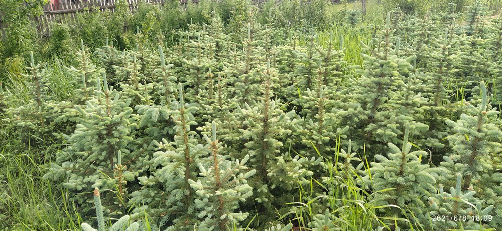 Molid argintiu ,pepiniera molid/brad