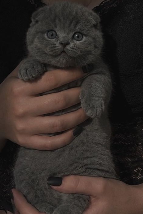 Вислоушки скоттиш фолд