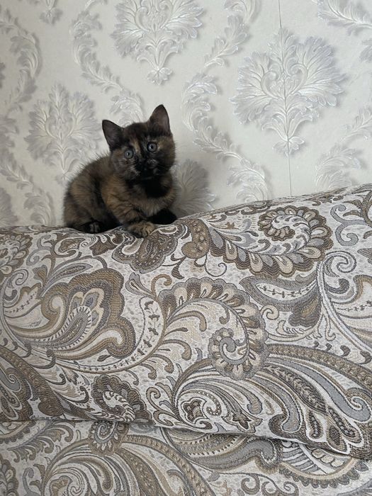 Отдам котенка девочку