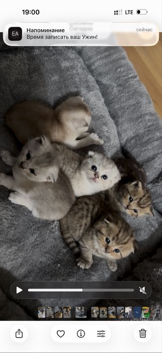 Котята мама фолд папа страйт