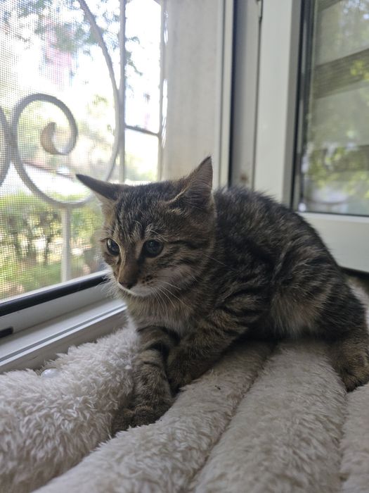 Котенок окрас Таби