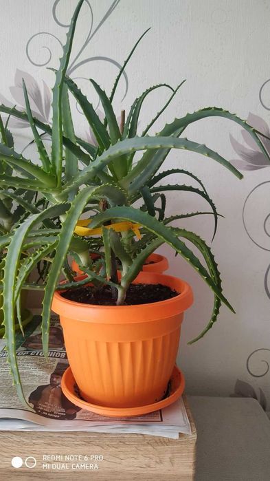 Лечебно Алое (Дървовидно Aloe Аrborescens) над 3г