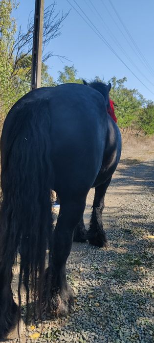 Vând iapă grea culoare neagră