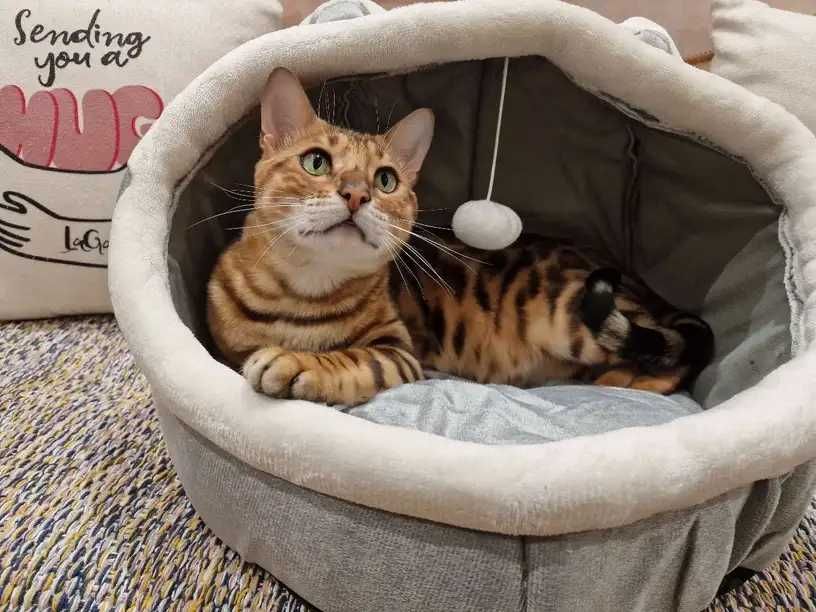 Пухкаво легло за котки, Сива пещера - къща за домашни любимци - котка