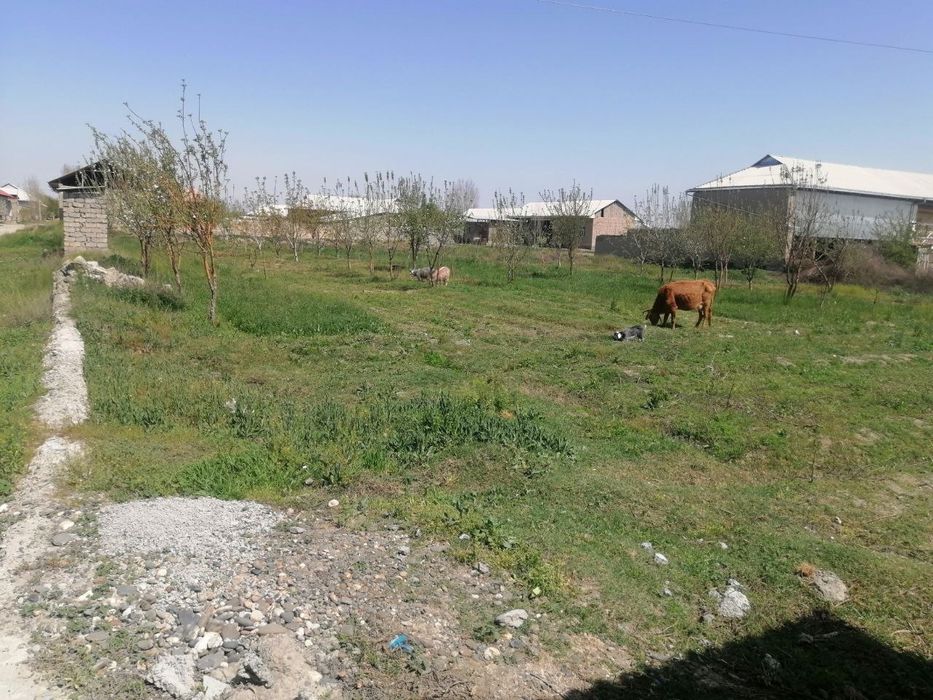 Salom Srochni yer sotiladi sutiyi 1400$