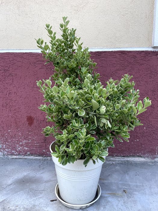 Salba japoneza (Euonymus) 80-100 cm
