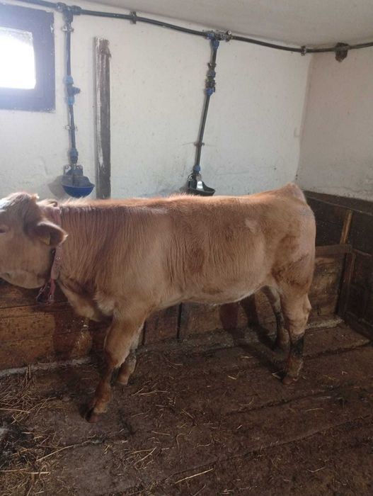 Vând vițel Angus