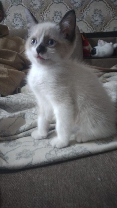 Котенок ищет любящих хозяев