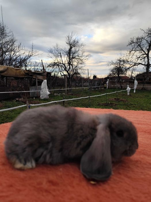 Френски кочовати зайци