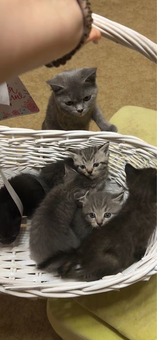 Продаются котята