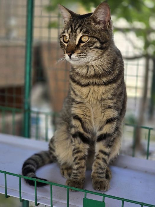 Котик ищет дом и любящих хозяев