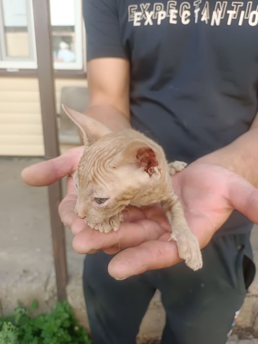 Котёнок корниш-рекс