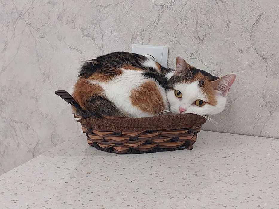 Красивая,умная кошечка