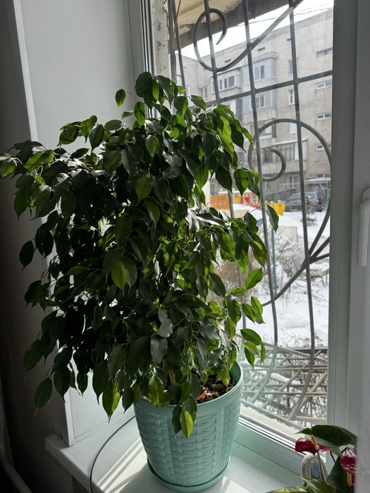 Фикус Бенджамира 80 см