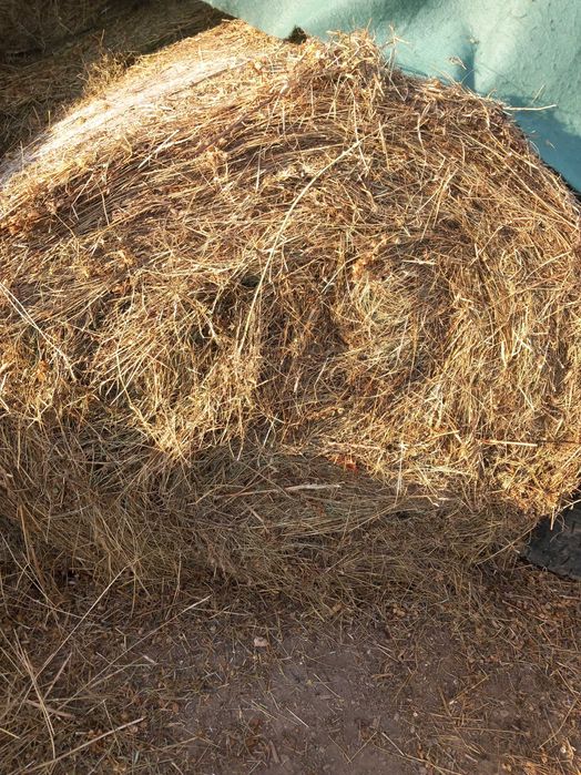 Baloti de fan calitatea 1