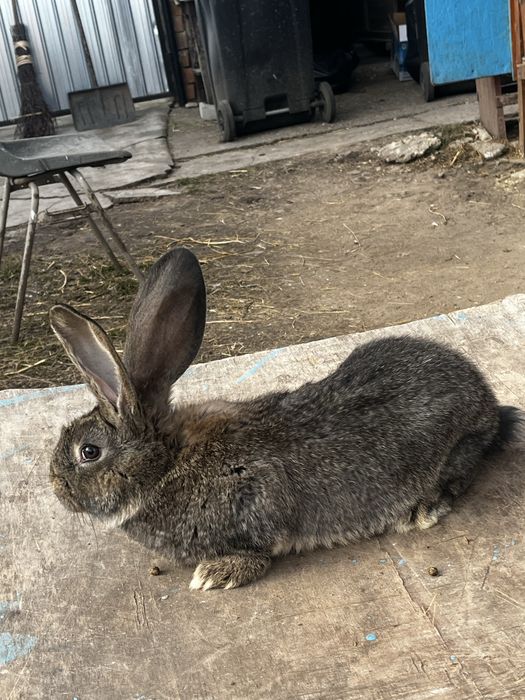 vand iepurita californian si iepurita urias german