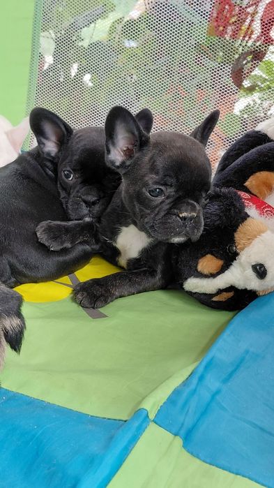 Френски булдог-булдочета