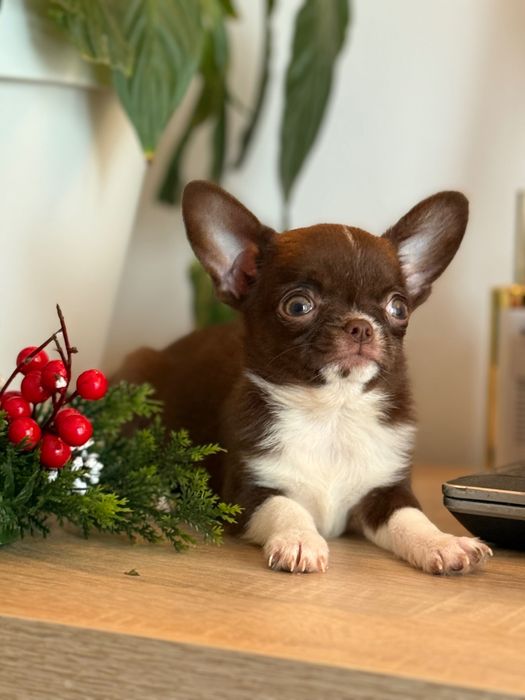 Кученца чихуахуа