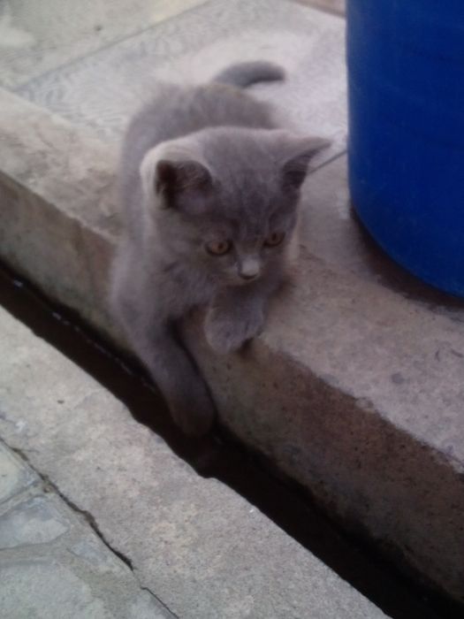 Scotish strayt mushugi