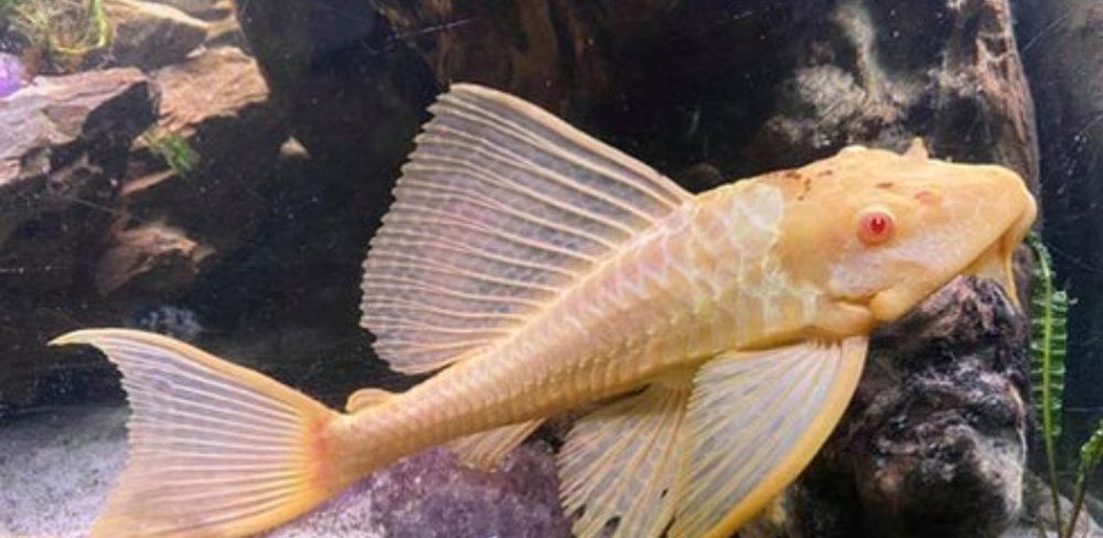 Akvarium va baliqlari bilan birga sotiladi.