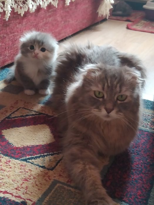 Шотландские длинношерстные  малыши