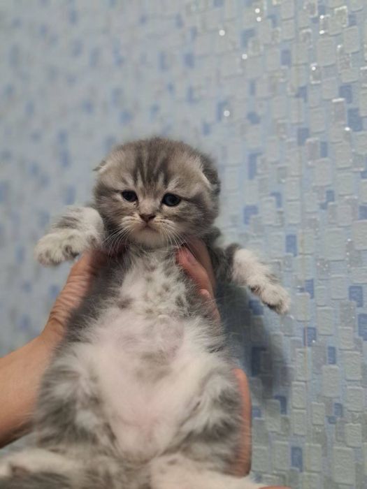 Pasport bilan beriladi