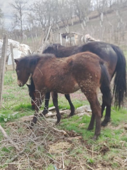 Cârlană de vanzare