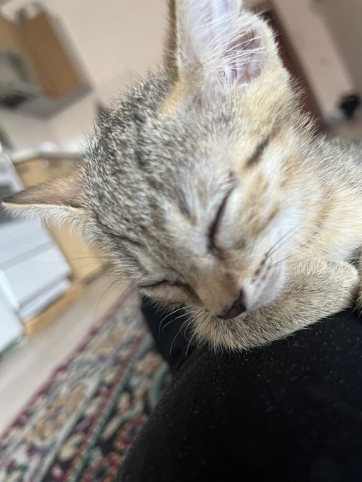 Отдам котят в хороший руку