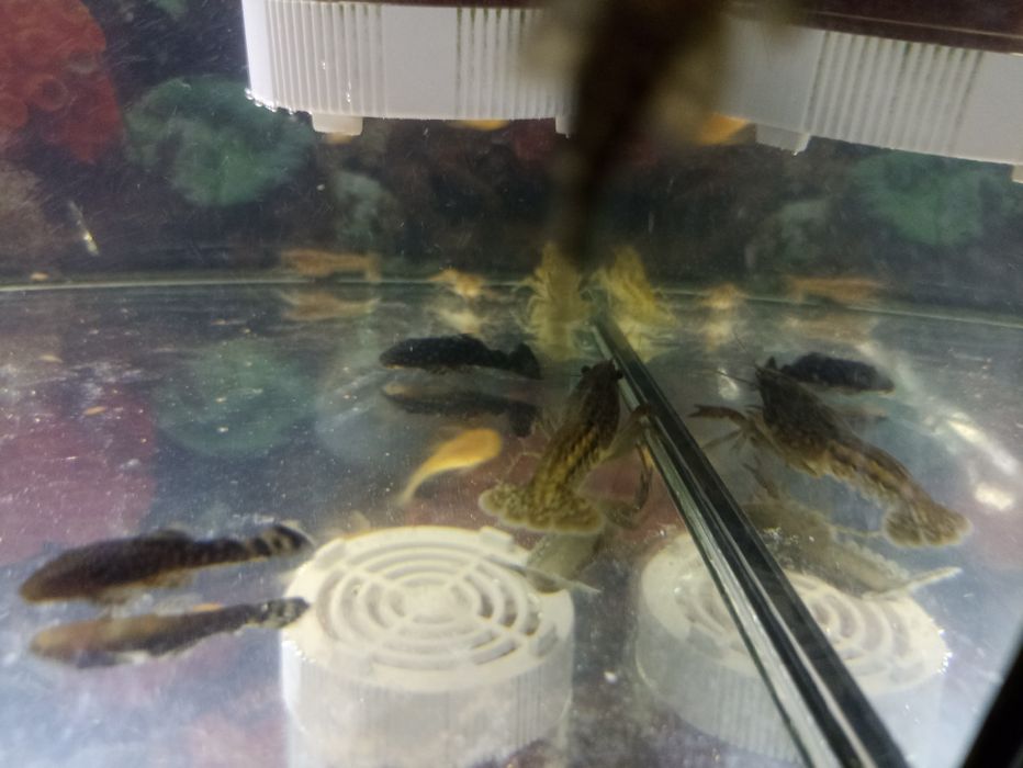 Продам  Мраморных Раков