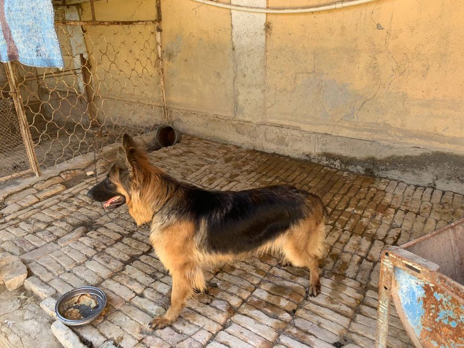 Продоется Немецкая овчарка