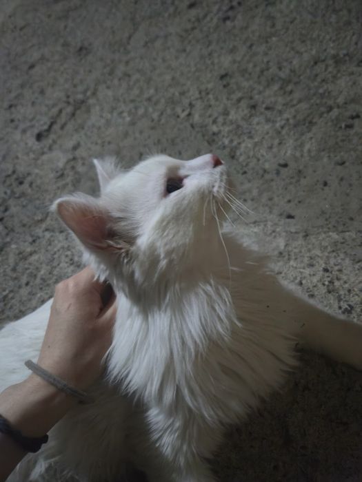Срочно! Кот ищет дом