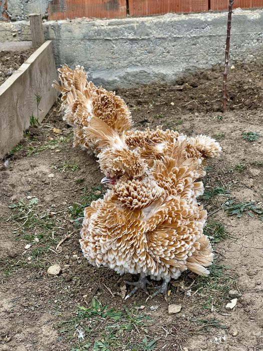 Oua de incubat gaini paduana standard si frezate