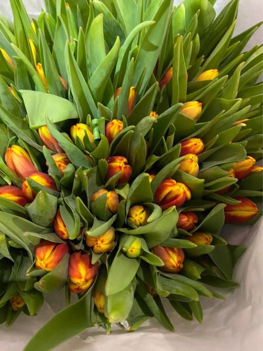 Тюльпаны опт/розница