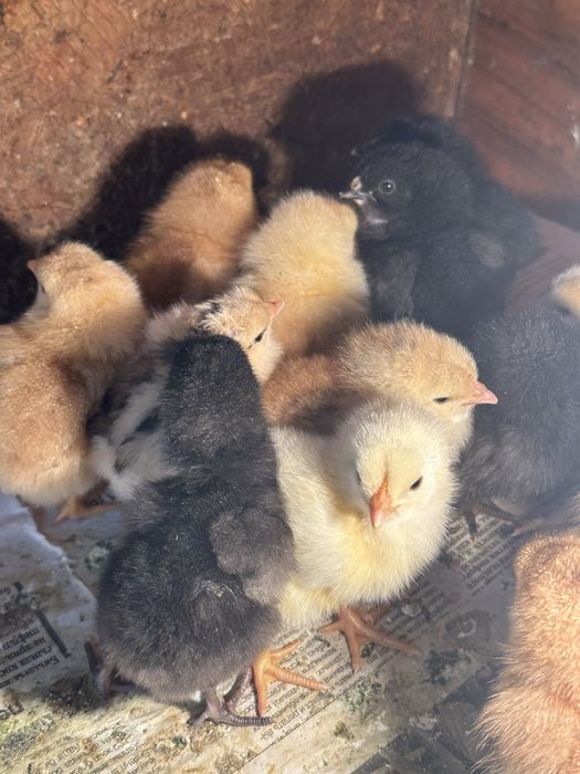 Продаются Цыплята