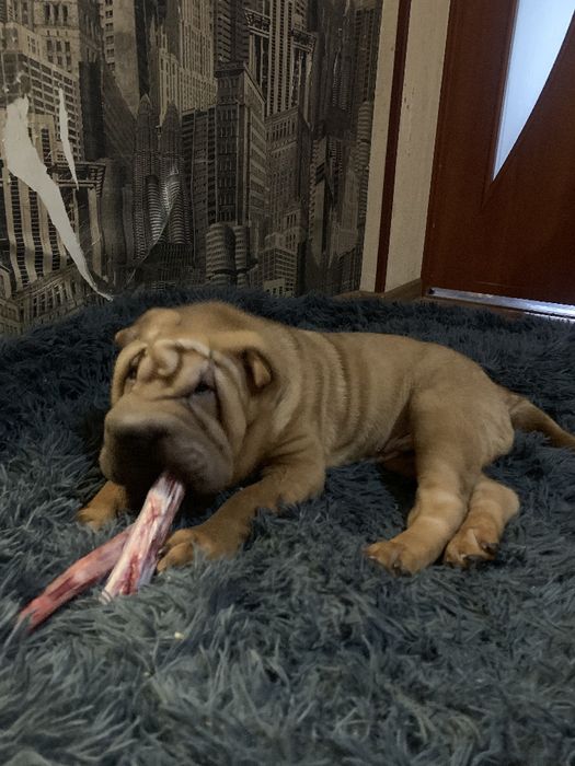 Продажа щенков шарпея